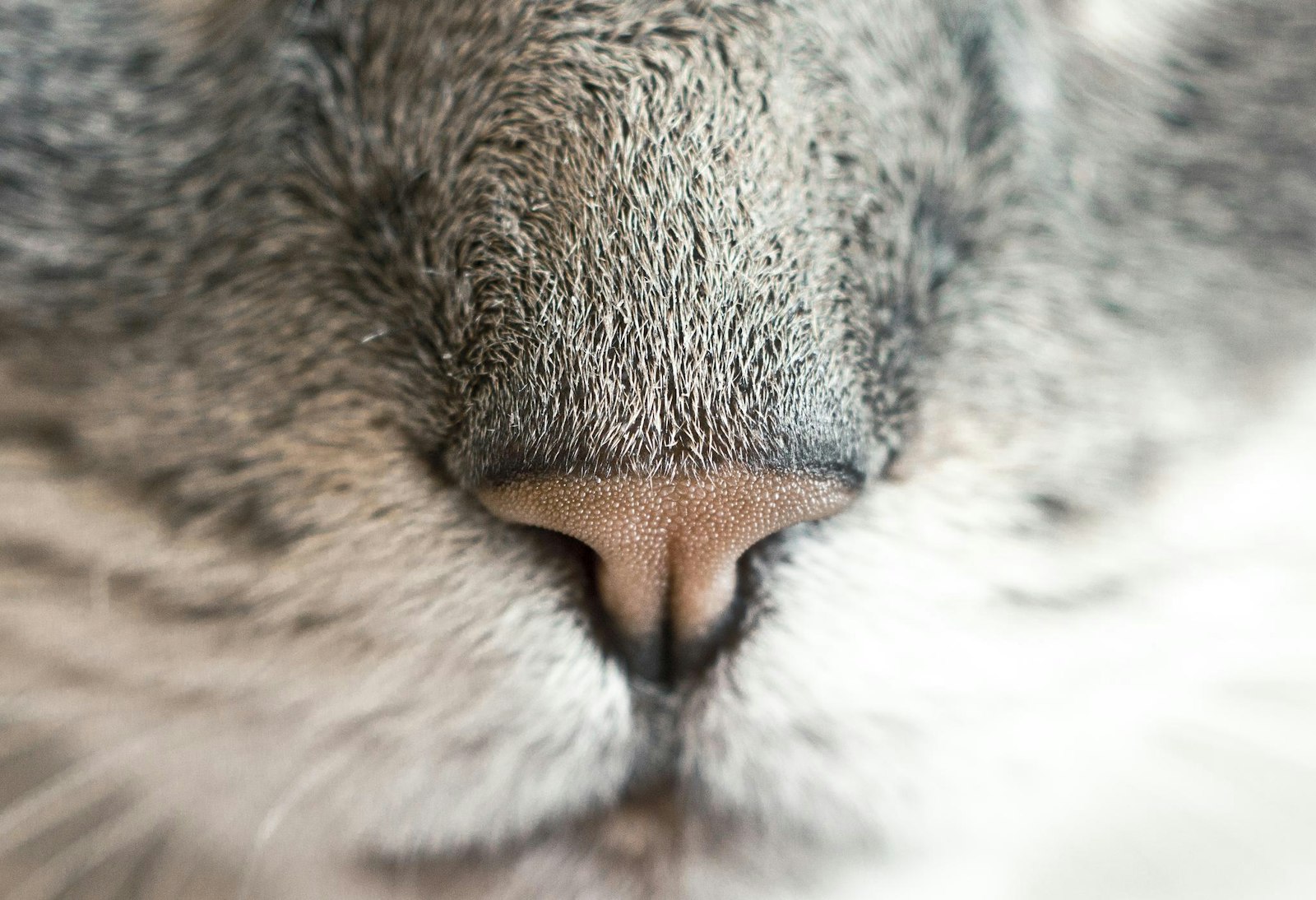 Nose up
